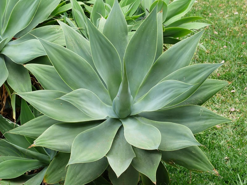 Indoor Plant 2